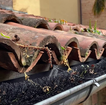 Bodlinový kartáč Salvagronda: Strážce vašeho okapu nebo solárních panelů